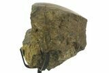 Fossil Dinosaur Bone Section w/ Metal Stand - Texas #377874-2